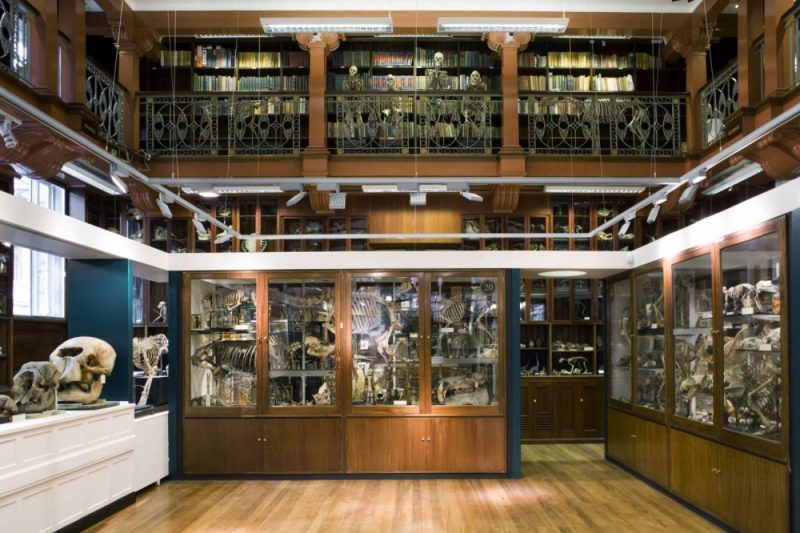 The Grant Museum Of Zoology And Comparative Anatomy Ucl Lighting